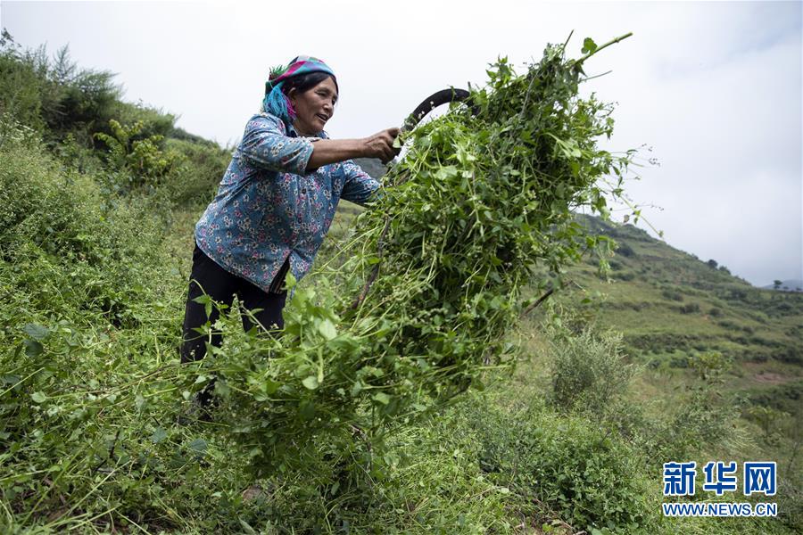 （決戰(zhàn)決勝脫貧攻堅(jiān)&middot;圖文互動）（1）大涼山深處再次響起的口弦