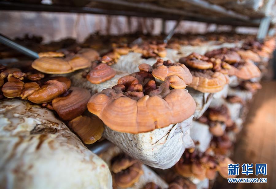 （新華全媒頭條&middot;走向我們的小康生活&middot;圖文互動）（4）特殊之年，荊楚大地書寫不平凡的答卷