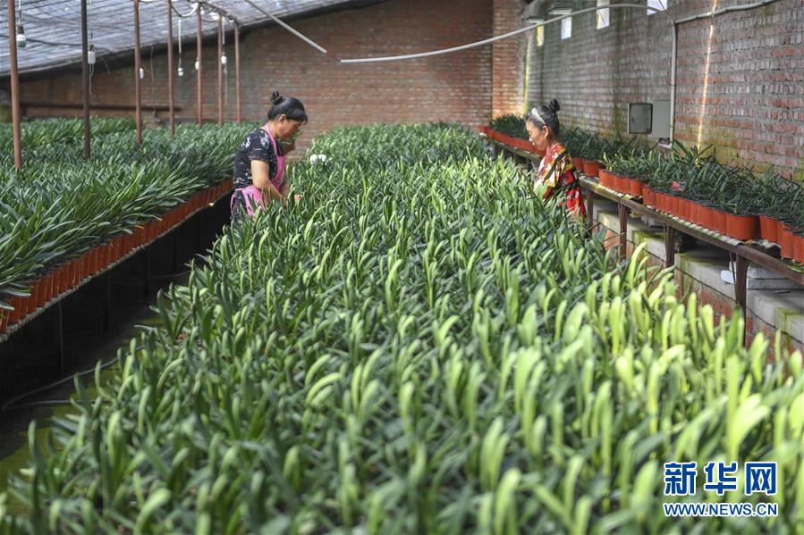 （決戰決勝脫貧攻堅&middot;圖文互動）（2）君子蘭在脫貧攻堅戰場上&ldquo;綻放&rdquo;