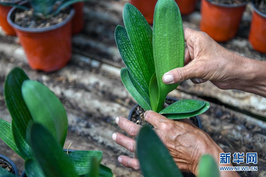 （決戰決勝脫貧攻堅&middot;圖文互動）（4）君子蘭在脫貧攻堅戰場上&ldquo;綻放&rdquo;