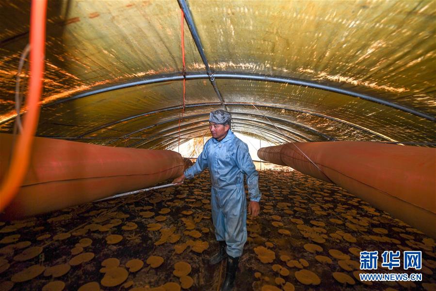 （決戰決勝脫貧攻堅&middot;圖文互動）（2）從&ldquo;因殘致貧&rdquo;到&ldquo;帶頭脫貧&rdquo;&mdash;&mdash;吉林靖宇有這樣一位&ldquo;脫貧英雄&rdquo;