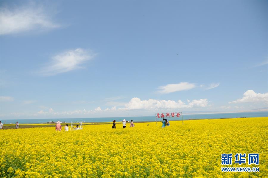 （新華全媒頭條&middot;圖文互動(dòng)）（8）大湖見(jiàn)證 &mdash;&mdash;持續(xù)保護(hù)讓青海湖生態(tài)華麗&ldquo;蝶變&rdquo;