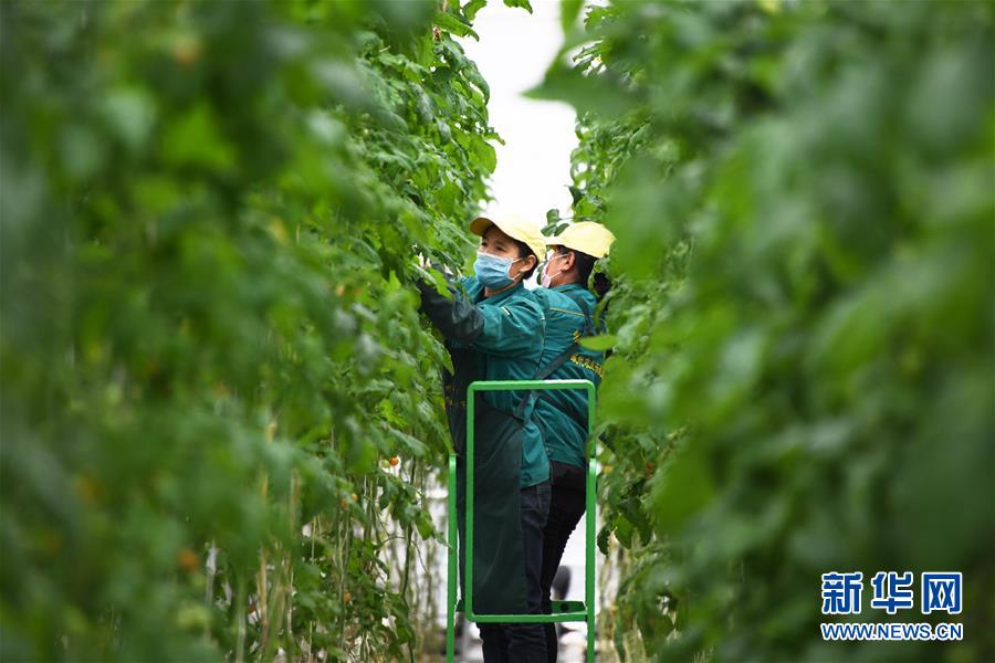 （五中全會精神在基層&middot;圖文互動）（1）從黃土荒坡到萬畝良田&mdash;&mdash;蘭州新區(qū)現代農業(yè)發(fā)展&ldquo;變奏曲&rdquo;