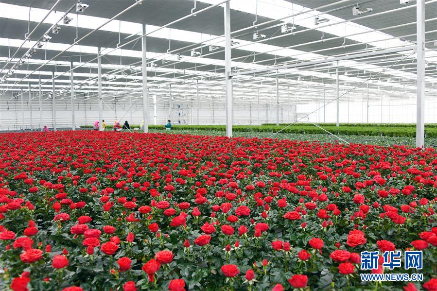 （五中全會精神在基層&middot;圖文互動）（2）從黃土荒坡到萬畝良田&mdash;&mdash;蘭州新區(qū)現代農業(yè)發(fā)展&ldquo;變奏曲&rdquo;