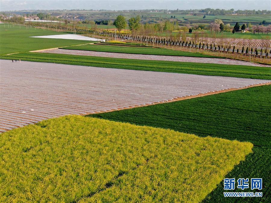 （在習(xí)近平新時(shí)代中國特色社會主義思想指引下&mdash;&mdash;新時(shí)代新作為新篇章&middot;習(xí)近平總書記關(guān)切事&middot;圖文互動）（7）食為政首&mdash;&mdash;穩(wěn)住農(nóng)業(yè)基本盤增添發(fā)展底氣
