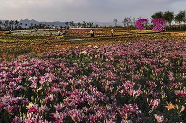 寧夏石嘴山：&ldquo;塞上江南&rdquo;現花海