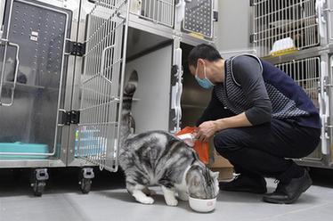 武漢：動物醫院里的臨時&ldquo;奶爸&rdquo;