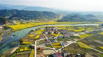 春到高原滿地&ldquo;金&rdquo;