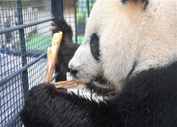 &ldquo;闖關東&rdquo;大熊貓返鄉并計劃&ldquo;生娃&rdquo;