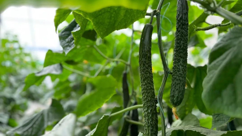黃瓜發育“開關”找到