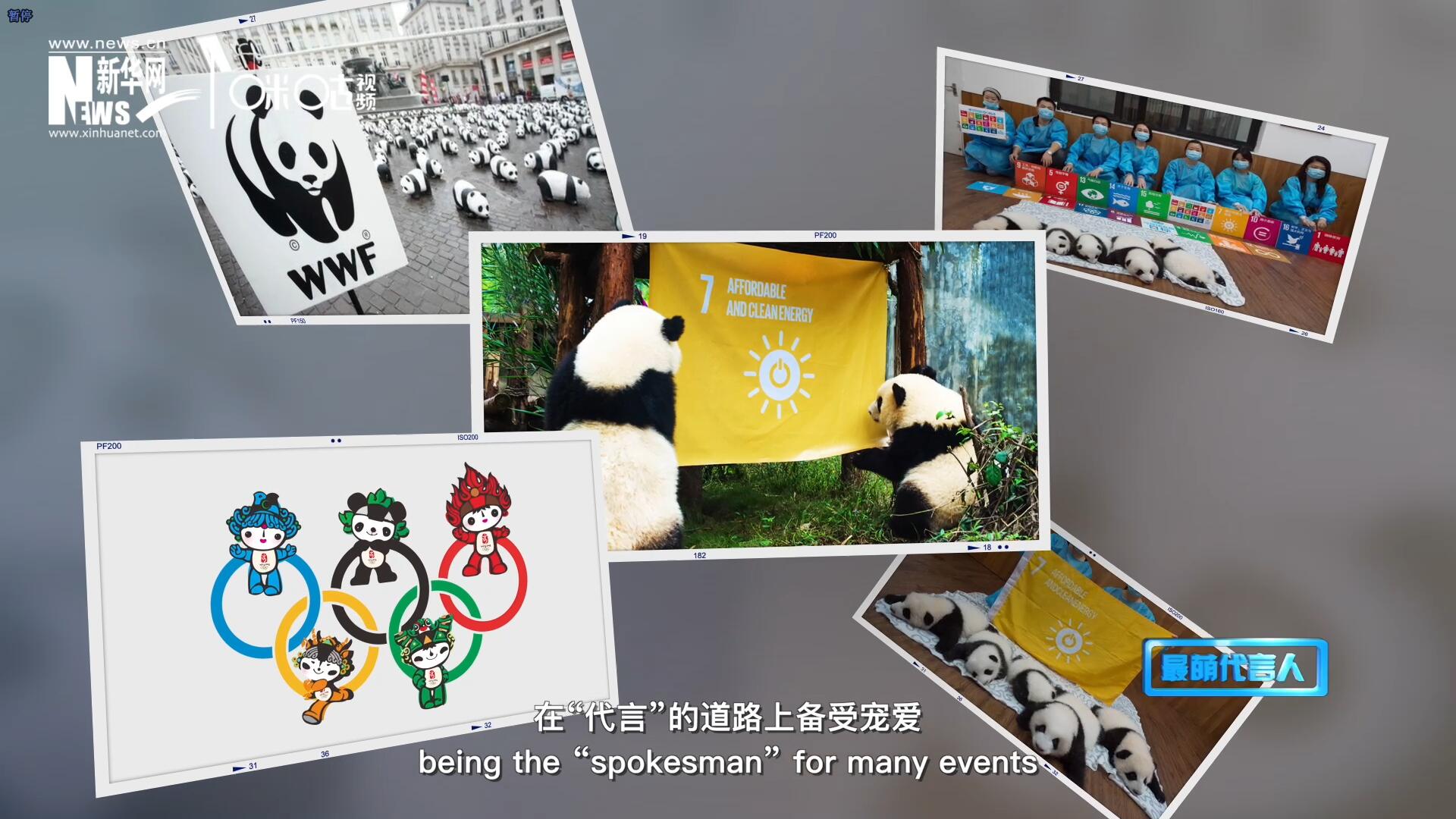 大熊貓?jiān)谑澜绺鞯厝Ψ蹮o(wú)數(shù)，在&ldquo;代言&rdquo;的道路上備受寵愛(ài)。