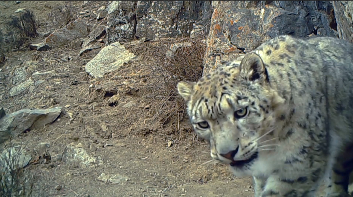 祁連山：四只雪豹同時&ldquo;出鏡&rdquo;