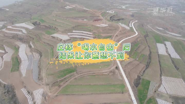 新華全媒+|莊稼&ldquo;喝水自由&rdquo;后 結果讓你意想不到