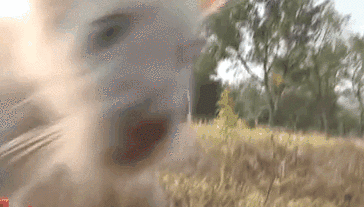 重慶永川：春節假期 兩只小&ldquo;萌獸&rdquo;首次與游客見面