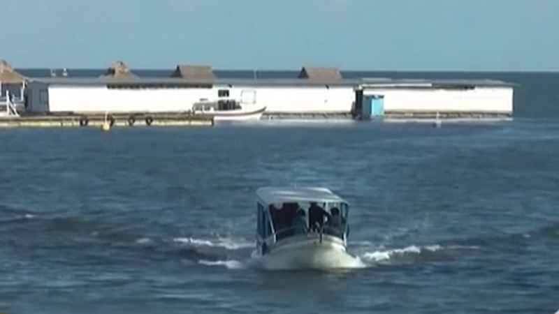 整頓！ 非法營(yíng)業(yè) 印尼巴厘島解救七只寬吻海豚