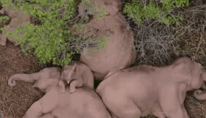 &ldquo;象&rdquo;往何處？ 亞洲象的&ldquo;正確睡姿&rdquo;什么樣？