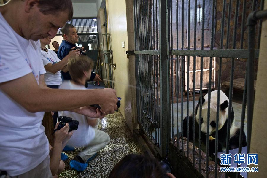 (晚報)(2)“歐洲熊貓粉絲四川探親之旅”自駕團(tuán)抵達(dá)成都