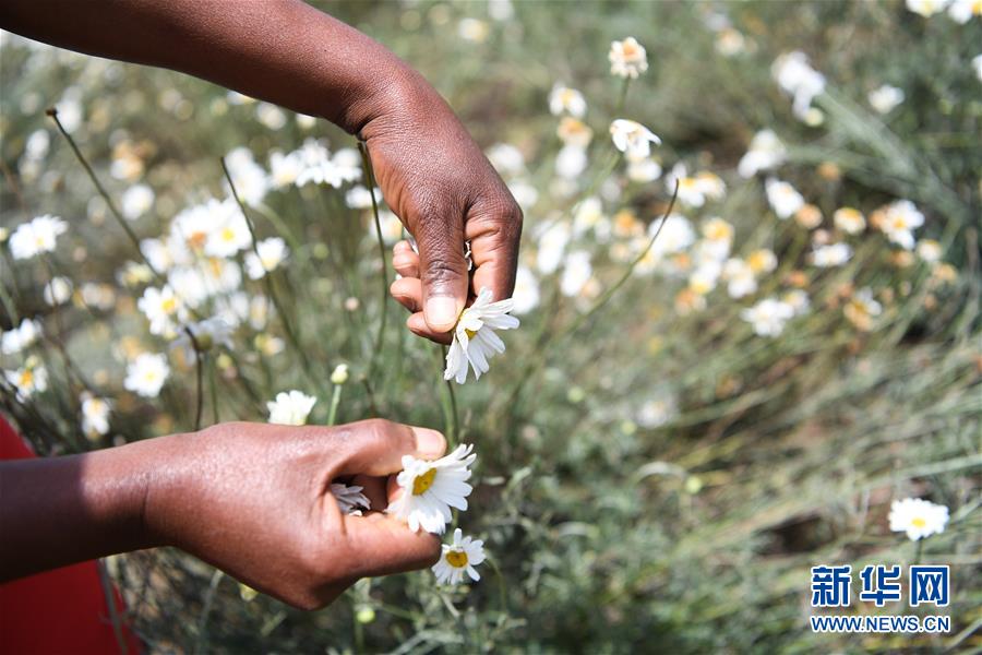 （國際&middot;中非合作論壇）（4）中國技術讓肯尼亞除蟲菊種植者受益頗多