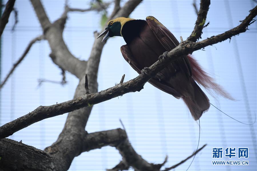 （國際）（3）走進APEC峰會舉辦地&mdash;&mdash;莫爾茲比港