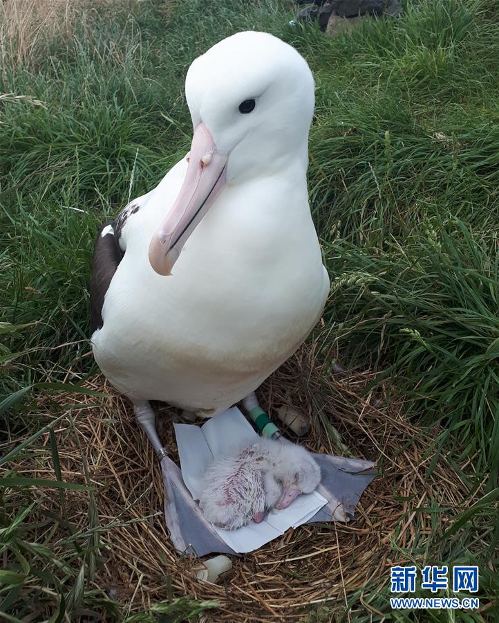 （國際&middot;圖文互動）（9）通訊：探訪新西蘭泰厄羅阿角信天翁之家