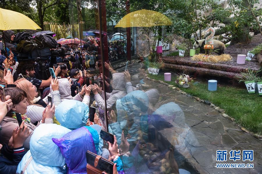 （國際）（2）莫斯科動(dòng)物園為大熊貓&ldquo;如意&rdquo;和&ldquo;丁丁&rdquo;慶生