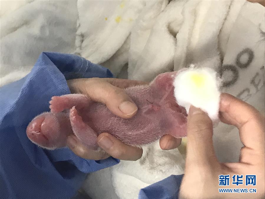 （國際）（2）旅德大熊貓&ldquo;夢(mèng)夢(mèng)&rdquo;產(chǎn)下雙胞胎