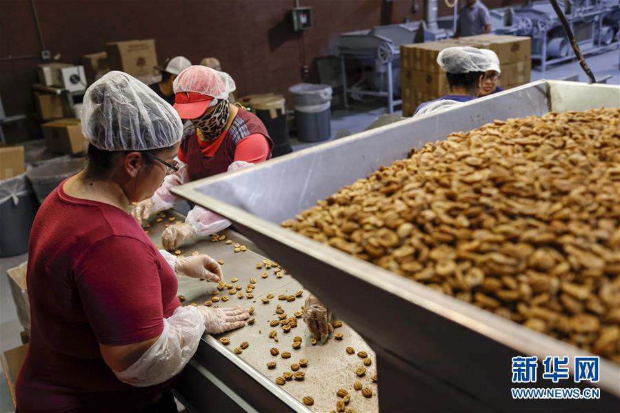 （國際&middot;圖文互動）（7）通訊：期待美中盡早達成貿(mào)易協(xié)議&mdash;&mdash;颶風(fēng)和關(guān)稅夾擊下的美國山核桃種植戶盼重回中國市場