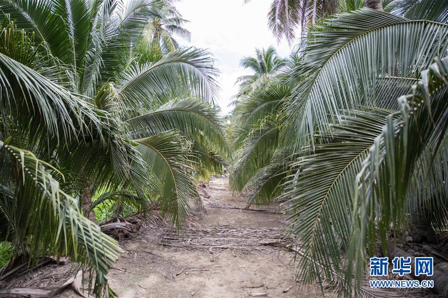 （第三屆進博會&middot;圖文互動）（7）通訊：椰香飄進進博會 市場開放共繁榮&mdash;&mdash;一名泰國椰商的心聲