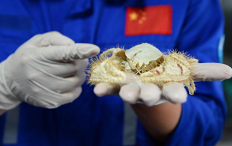 &ldquo;發現&rdquo;號在南海采集到大量冷泉生物