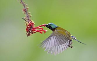 太陽鳥的&ldquo;舞蹈&rdquo;
