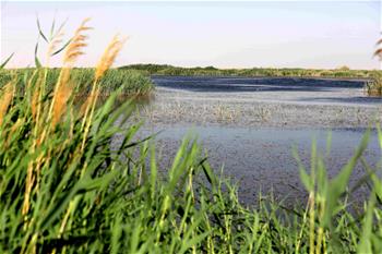 &ldquo;沙漠之湖&rdquo;成為生態屏障