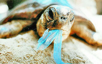 你隨手一扔，也許就毀掉它們的一生！