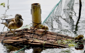 超有愛！西湖里的鴛鴦&ldquo;愛心橋&rdquo;升級