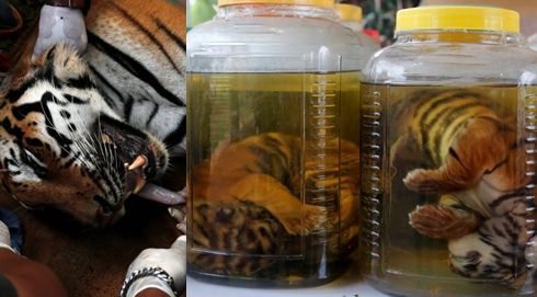 泰國警方接手&ldquo;虎廟&rdquo;調查 小虎仔被泡在瓶中